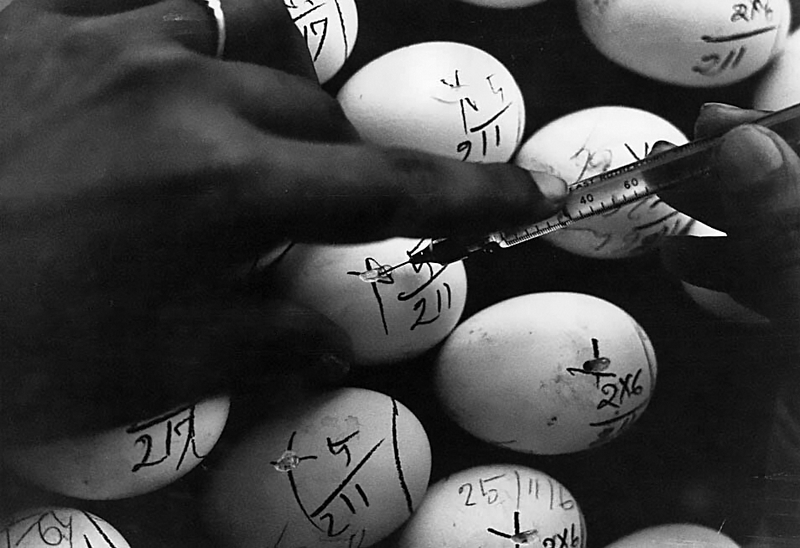 1965 Bangladesh. Inoculation of eggs for vaccine potency testing